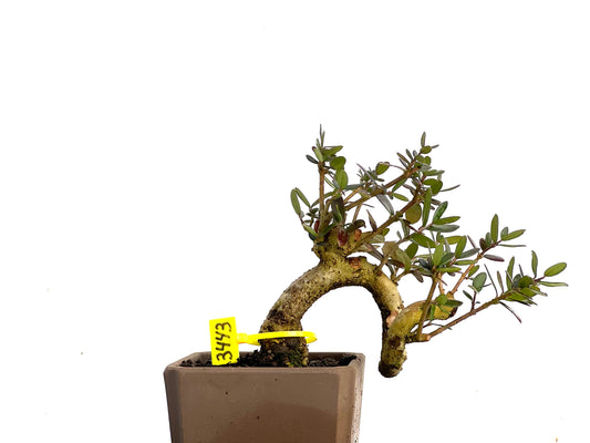 Olea Europaea Sylvestris 3443