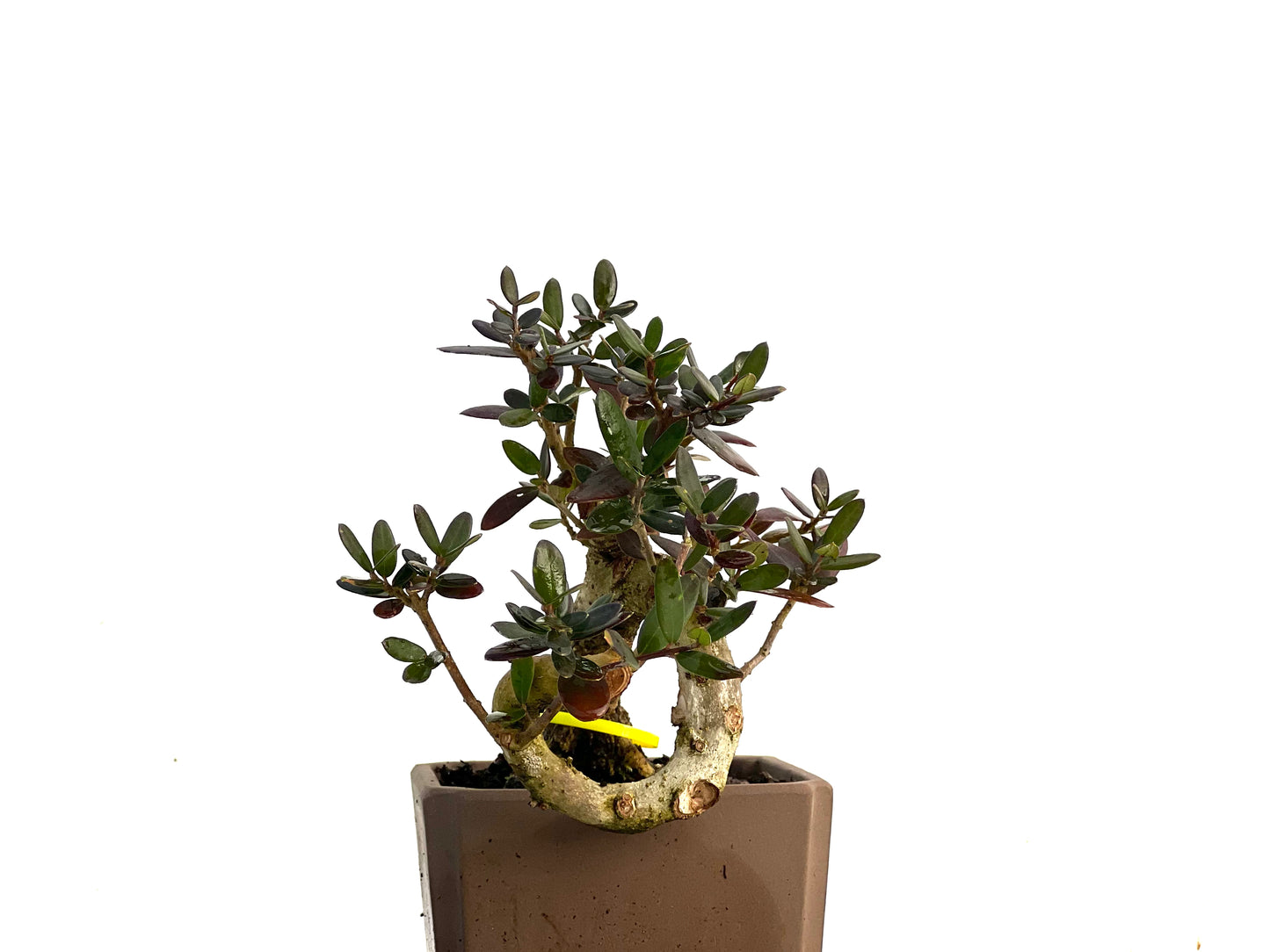 Olea Europaea Sylvestris 3443