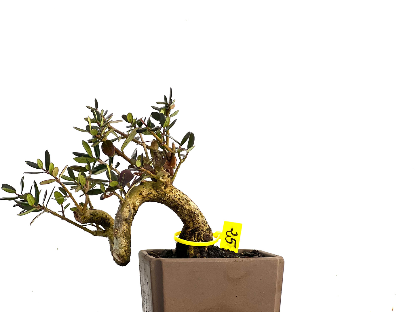Olea Europaea Sylvestris 3443