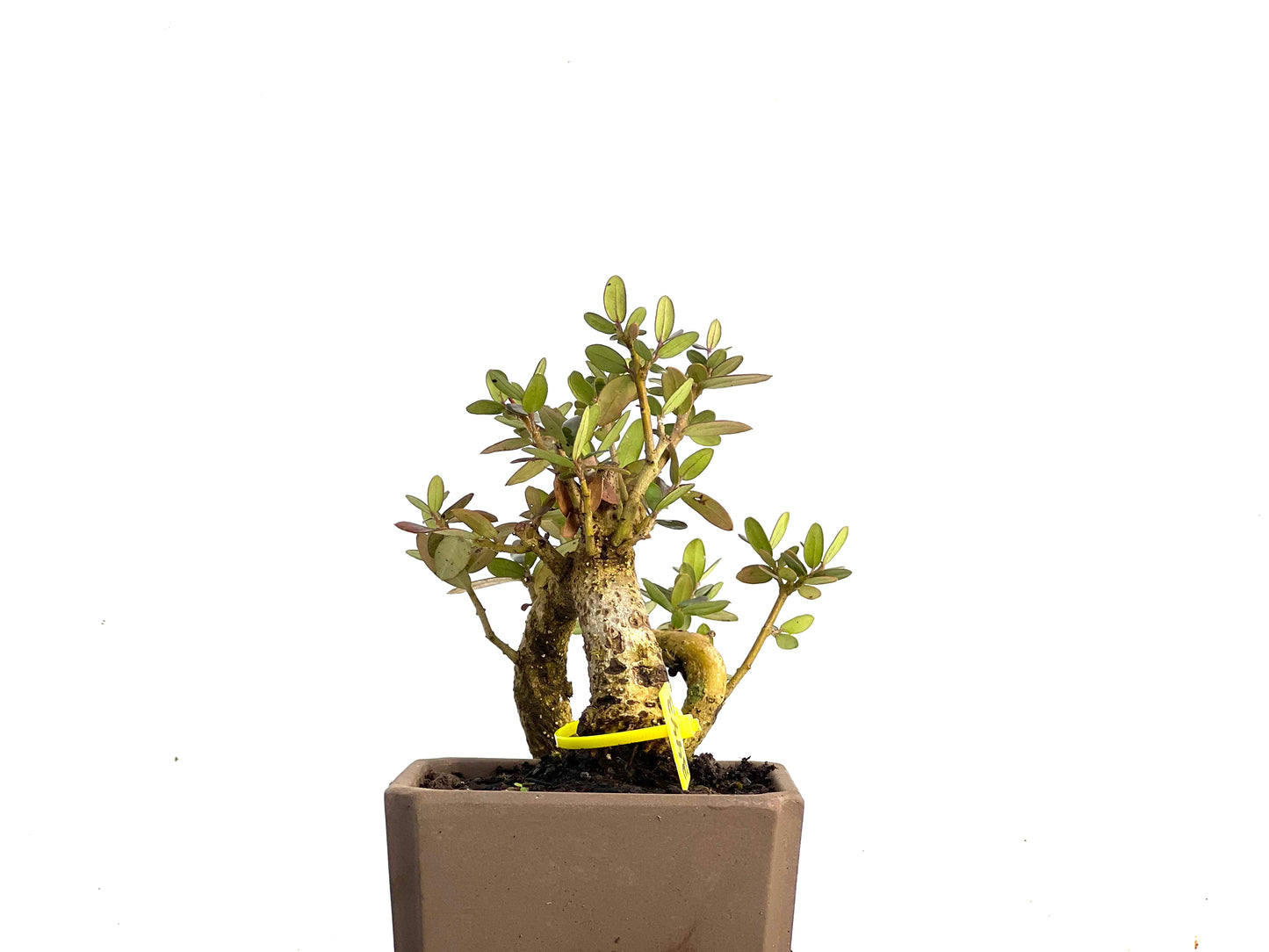 Olea Europaea Sylvestris 3443