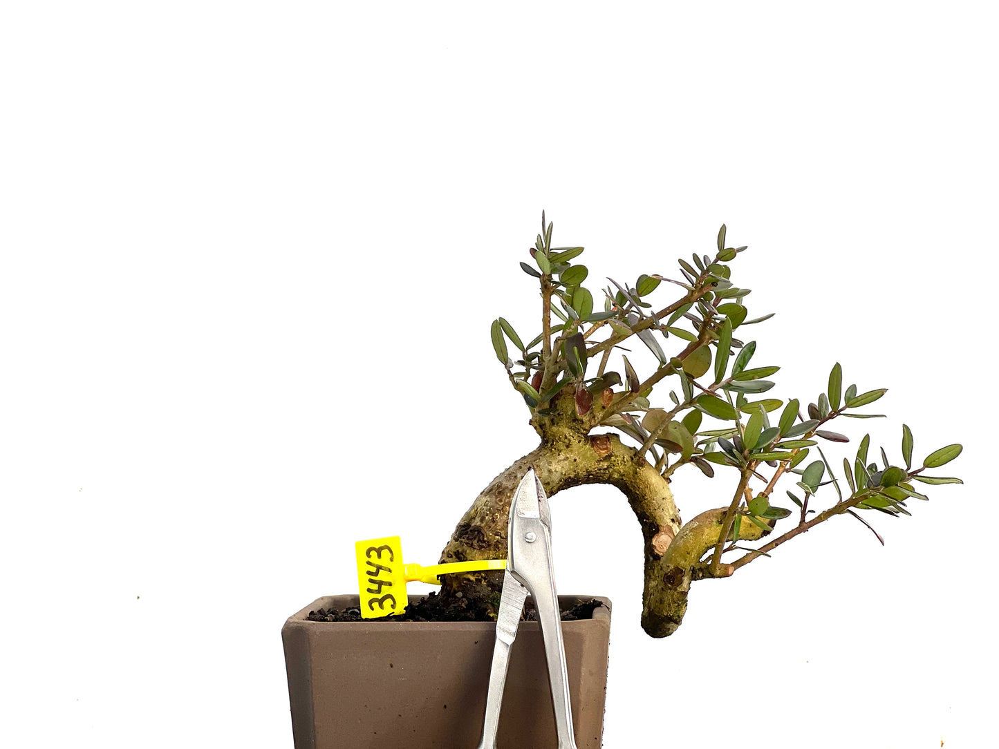 Olea Europaea Sylvestris 3443