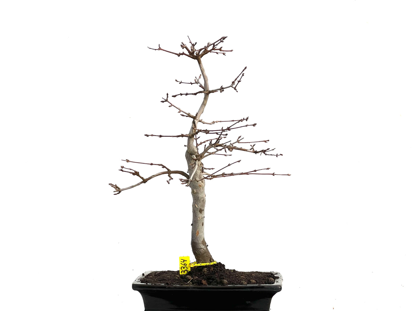 Acer Burgerianum 3364