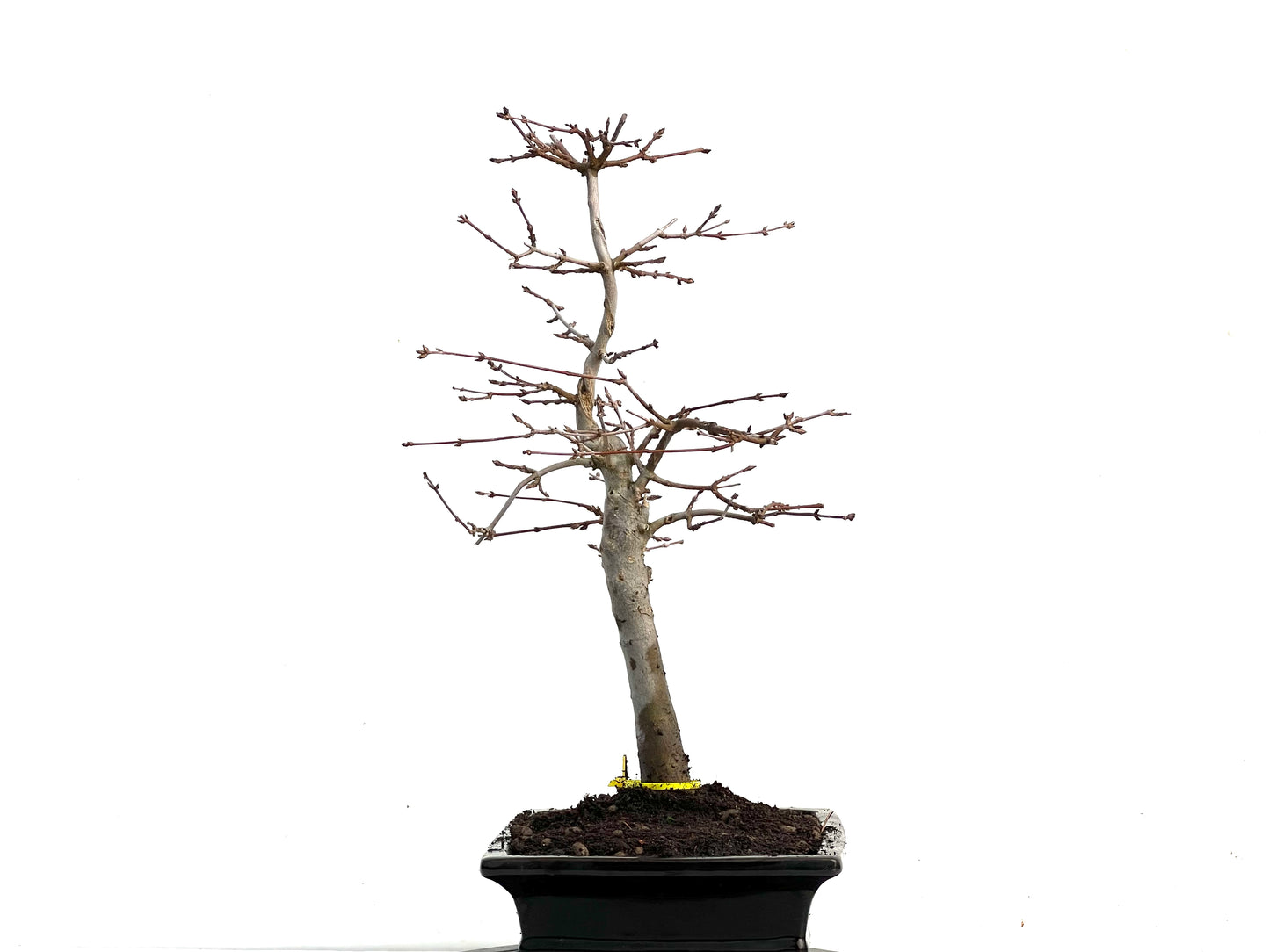 Acer Burgerianum 3364