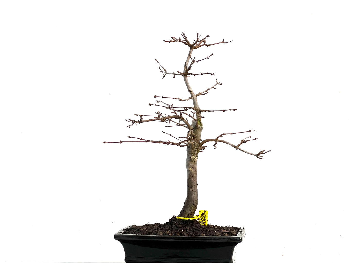 Acer Burgerianum 3364
