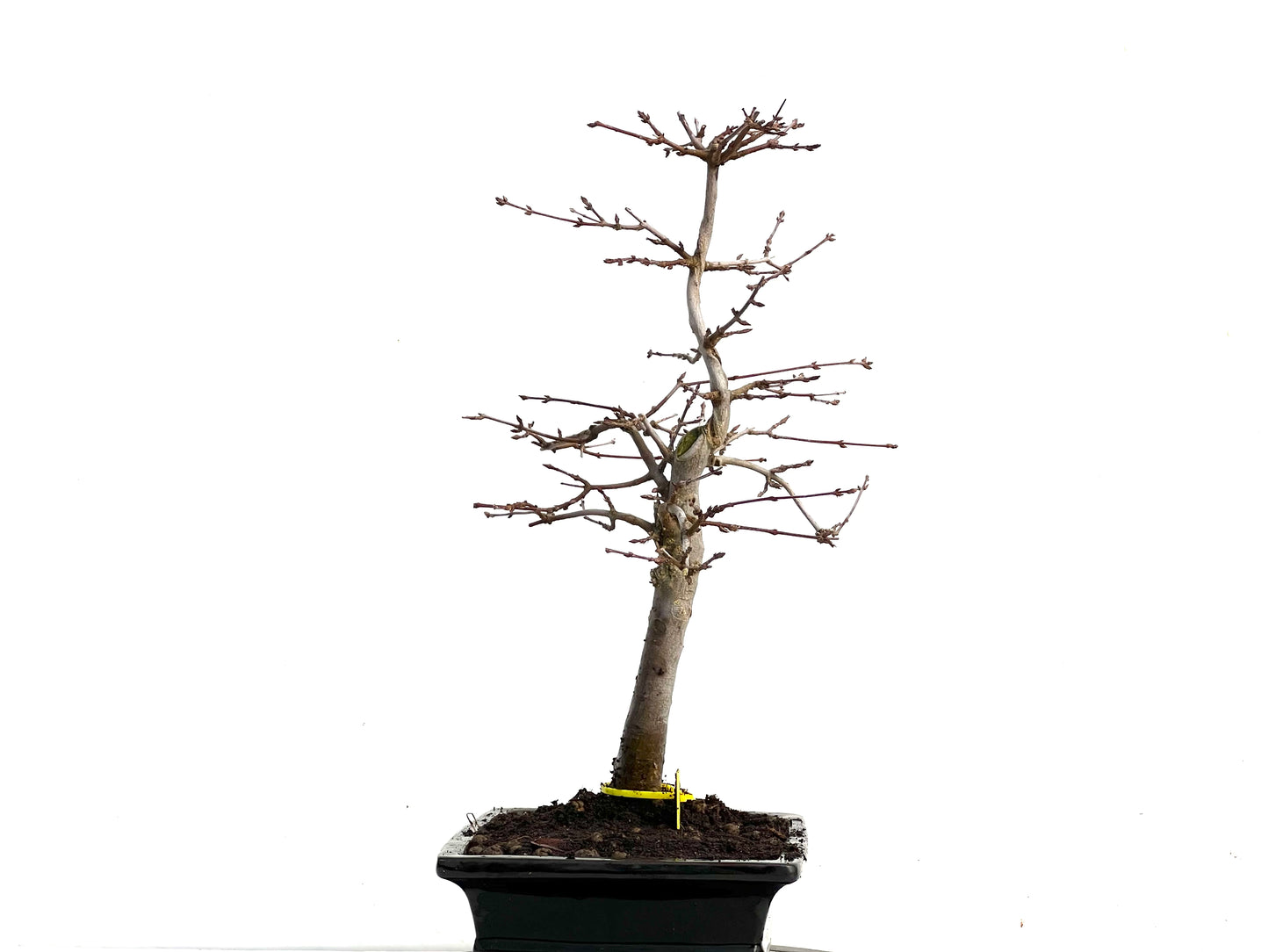 Acer Burgerianum 3364