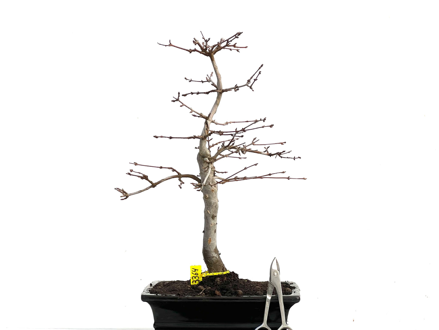 Acer Burgerianum 3364