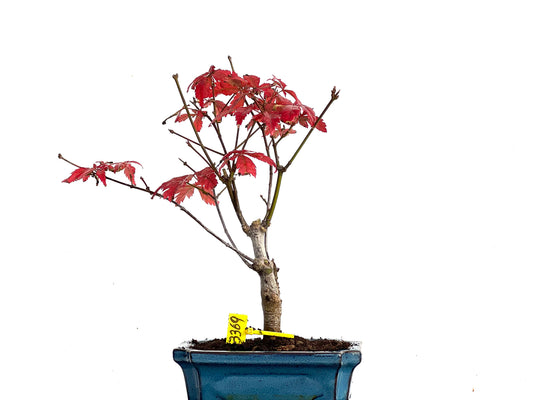 Acer Palmatum Atropurpureum 3369