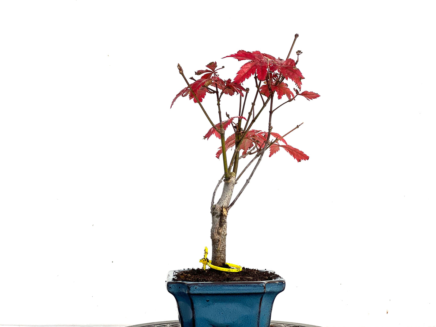 Acer Palmatum Atropurpureum 3369