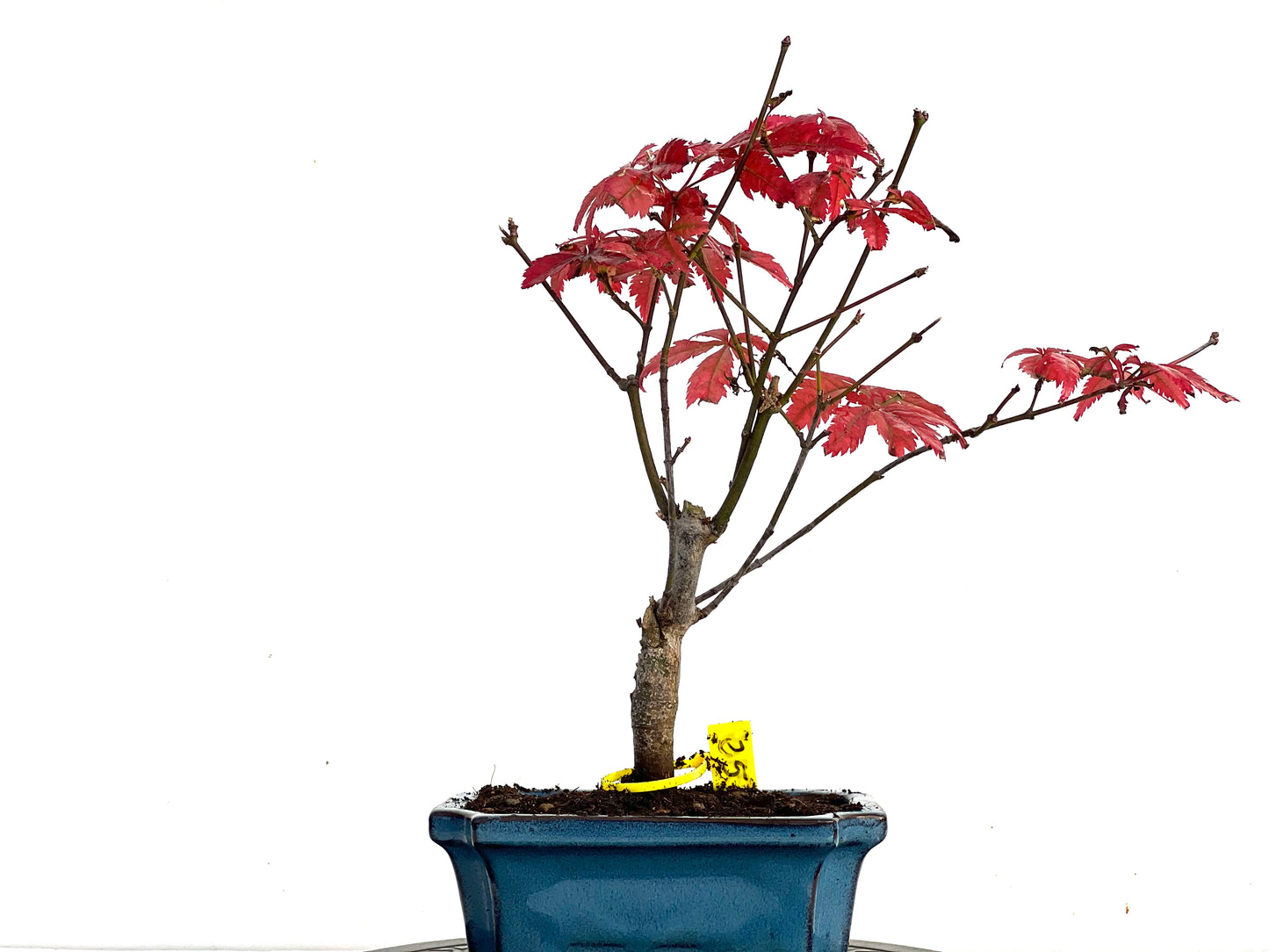 Acer Palmatum Atropurpureum 3369