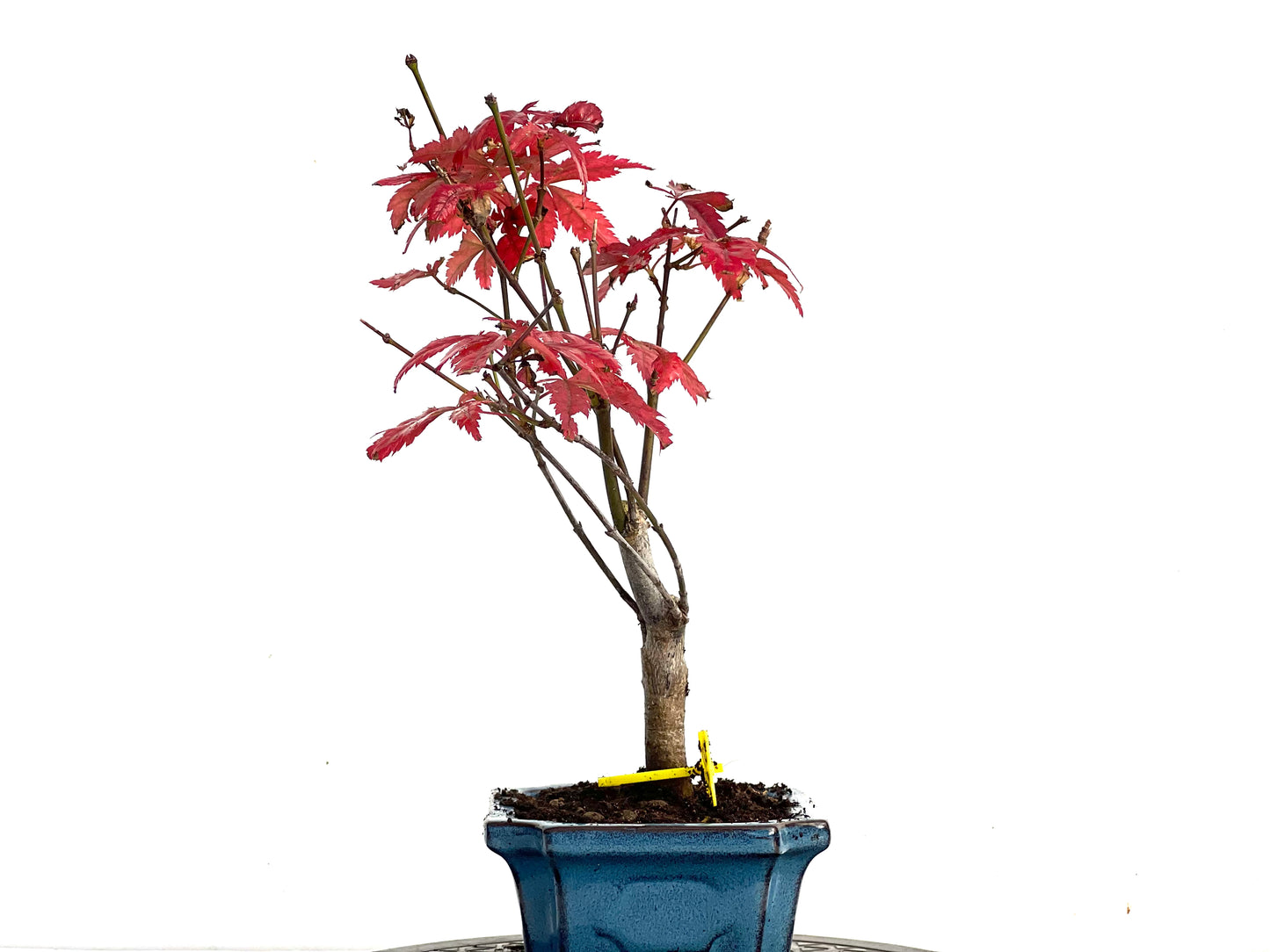 Acer Palmatum Atropurpureum 3369