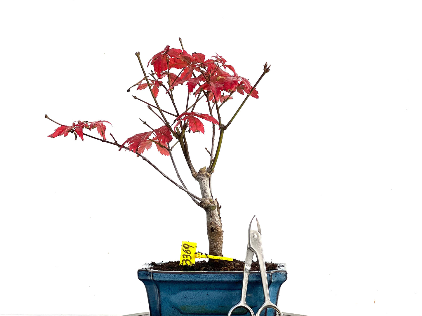 Acer Palmatum Atropurpureum 3369