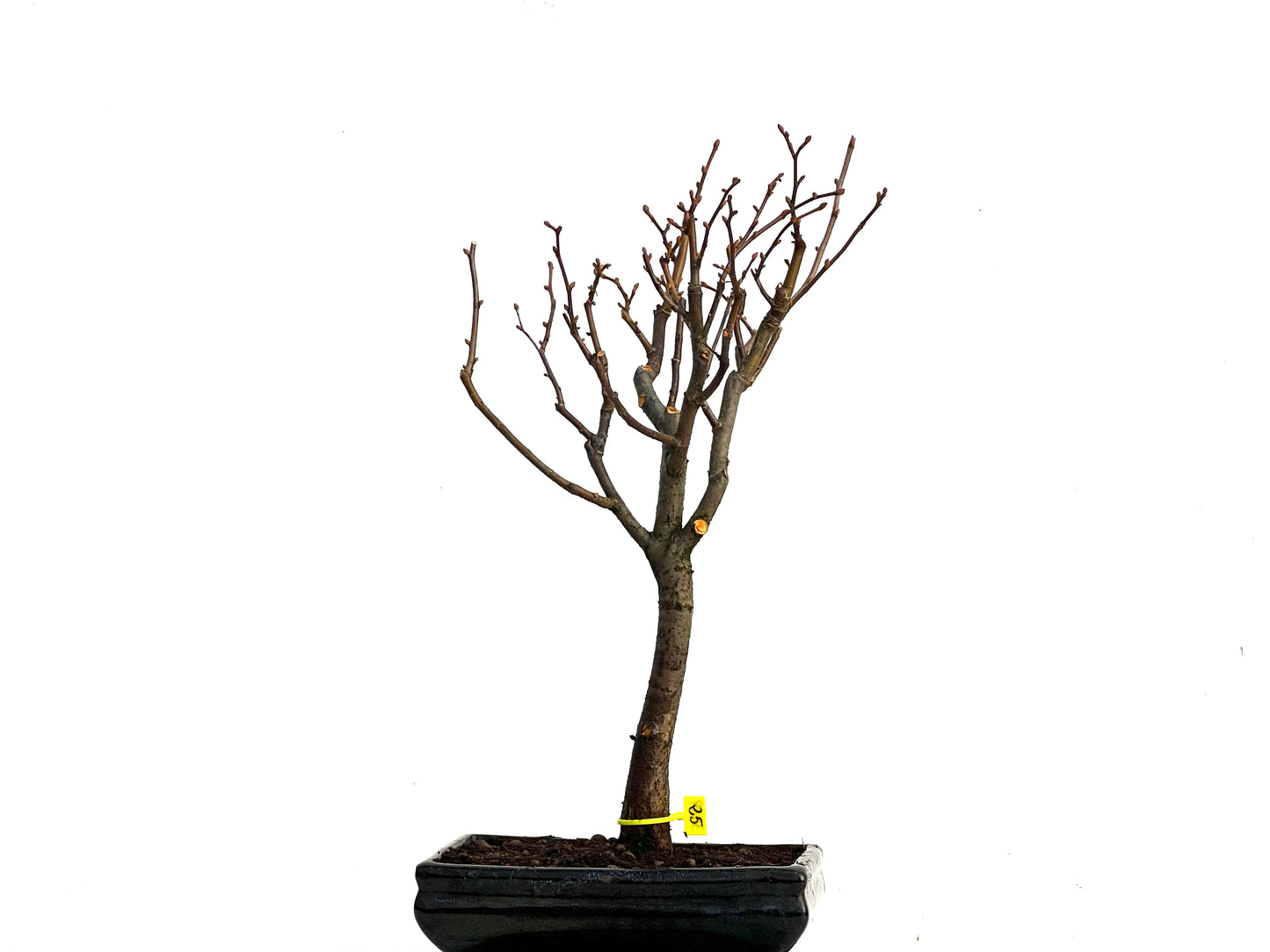 Tilo Cordata 3439