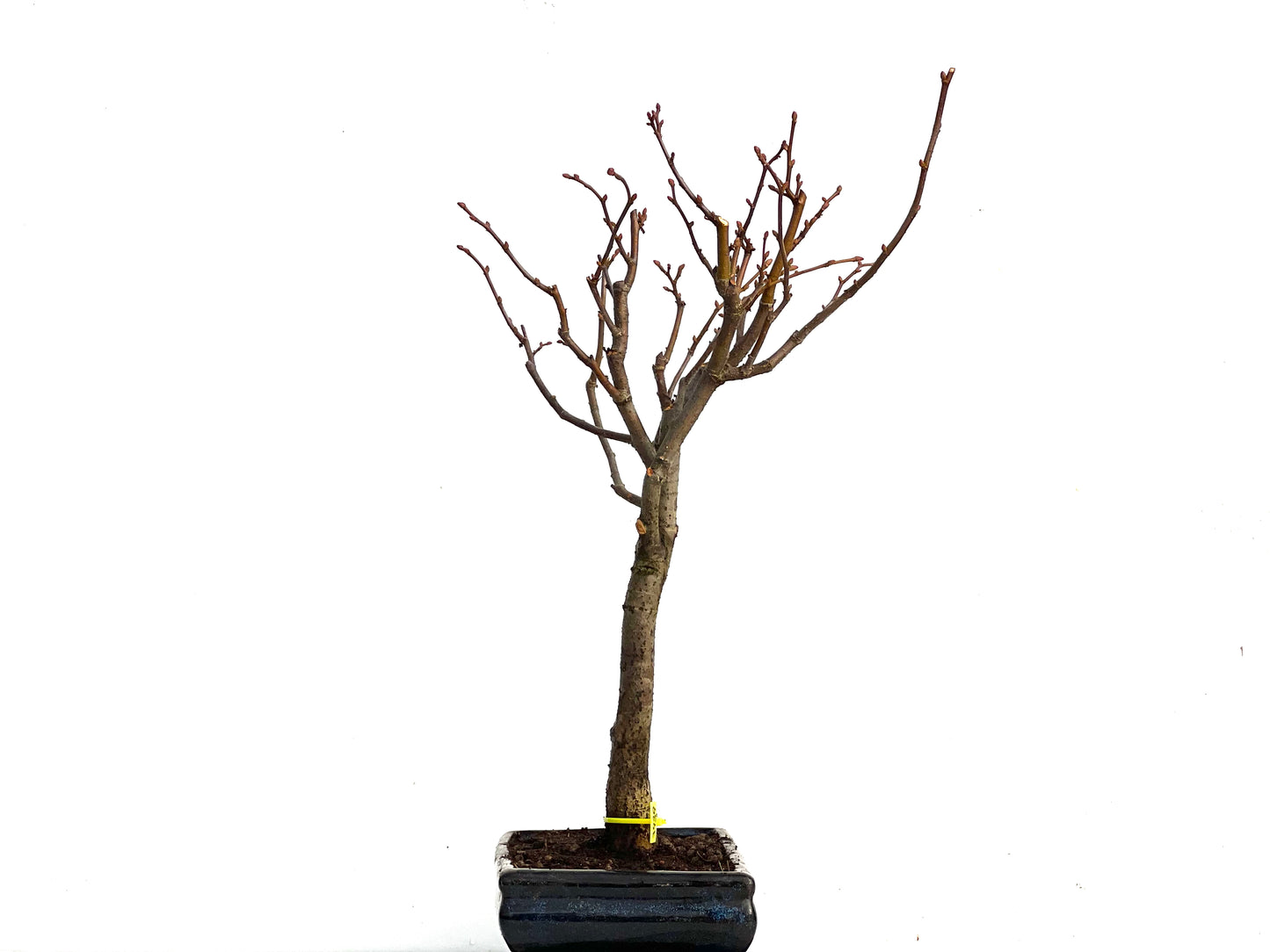 Tilo Cordata 3439