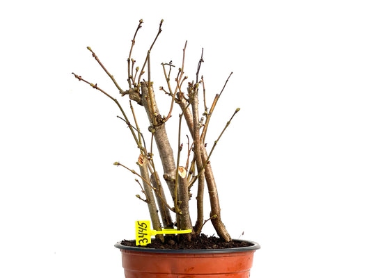 Corylus 3445