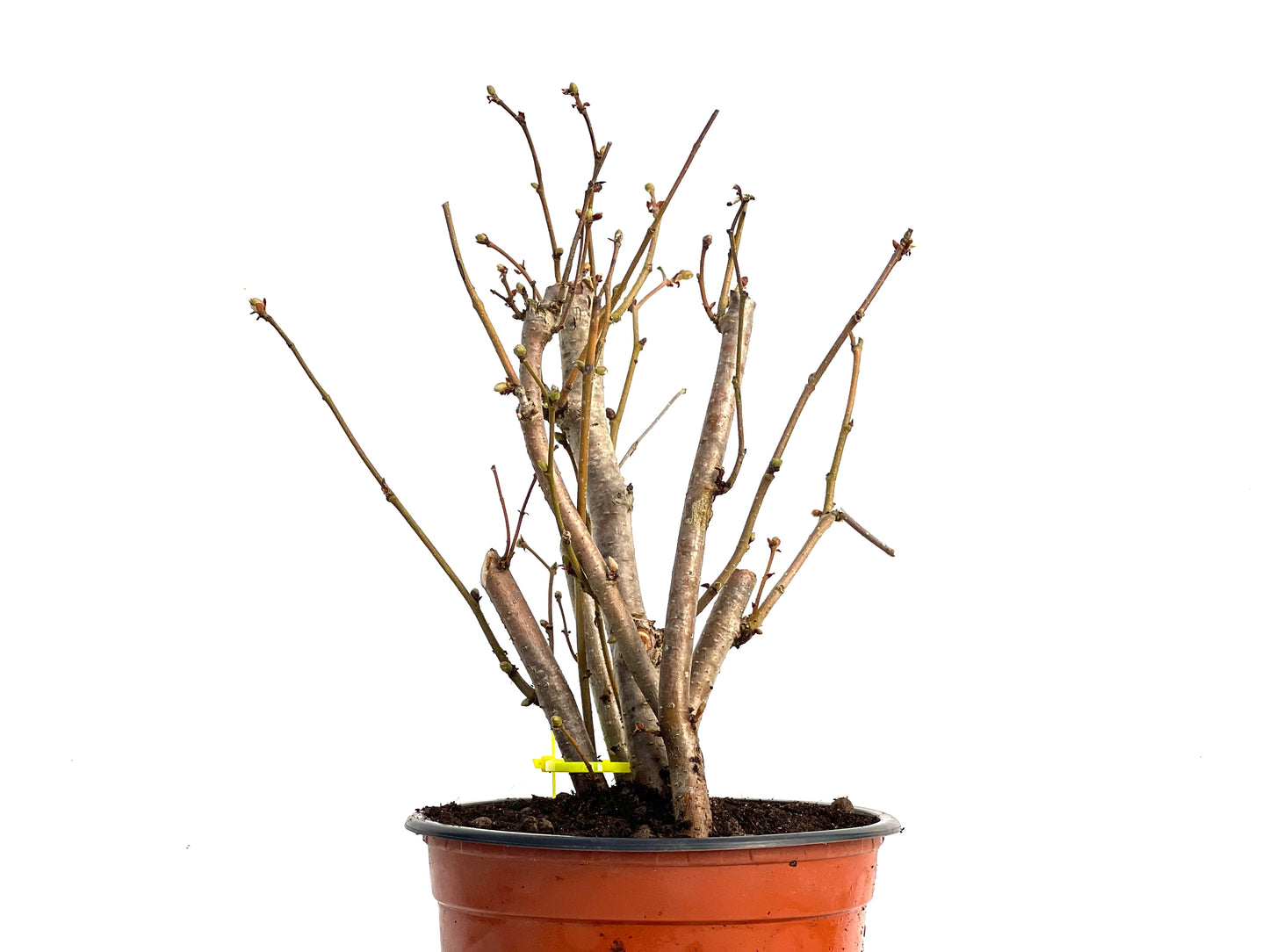Corylus 3445