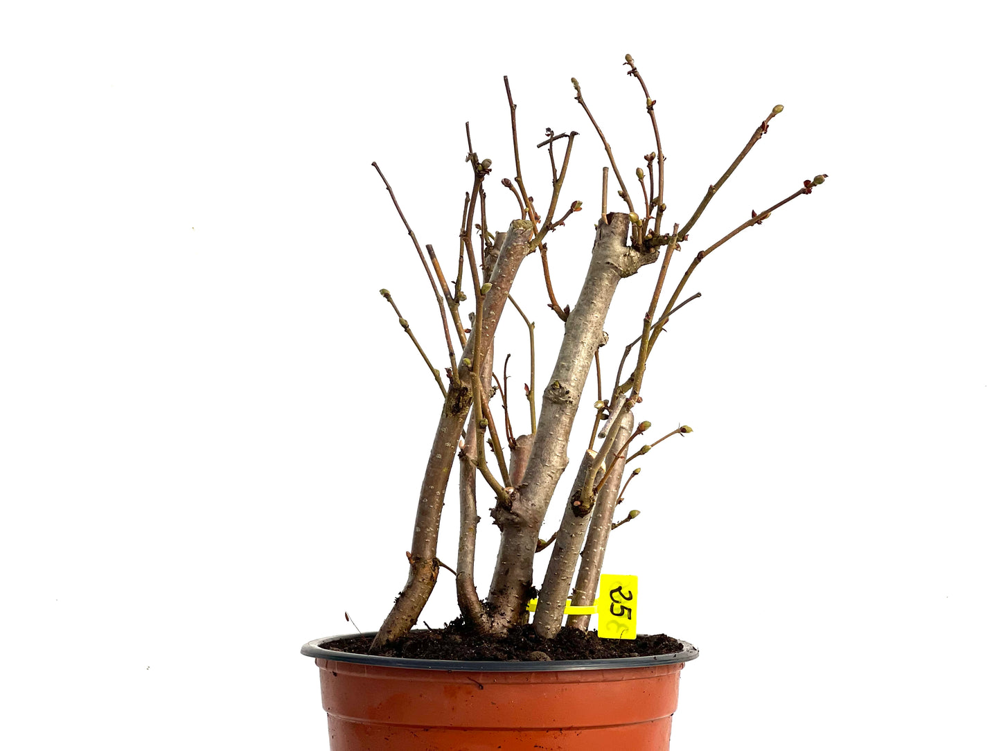 Corylus 3445