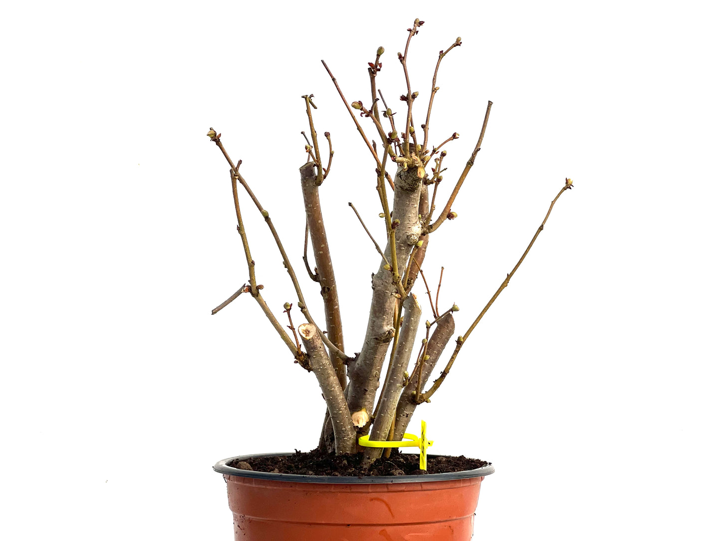 Corylus 3445