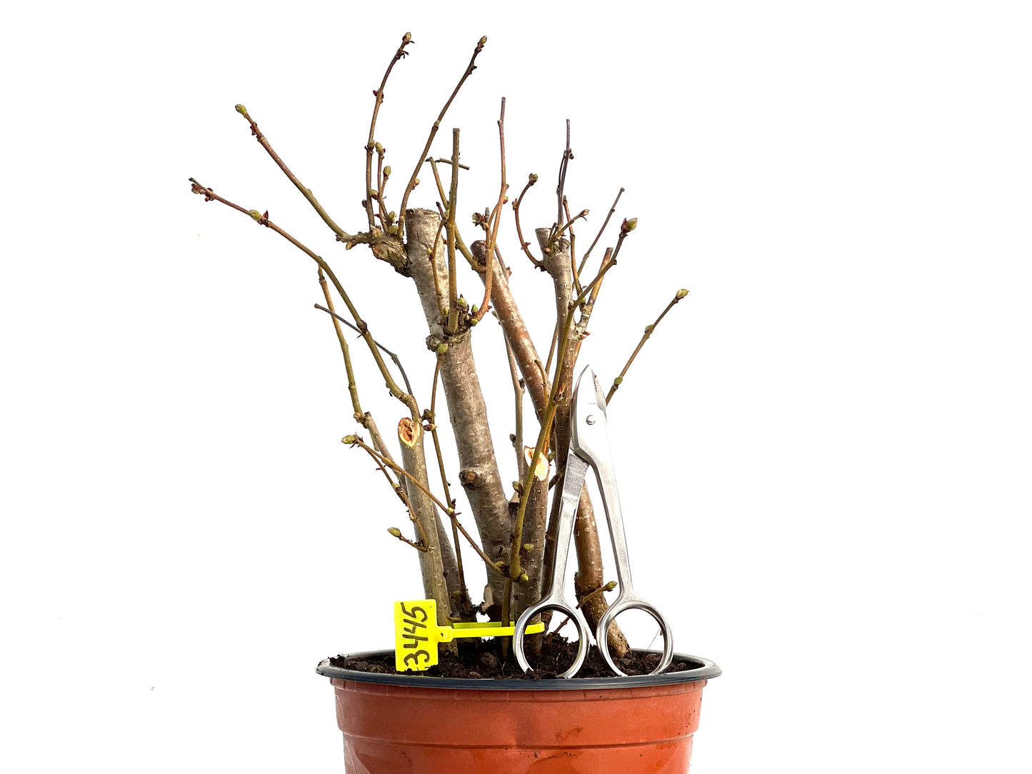 Corylus 3445