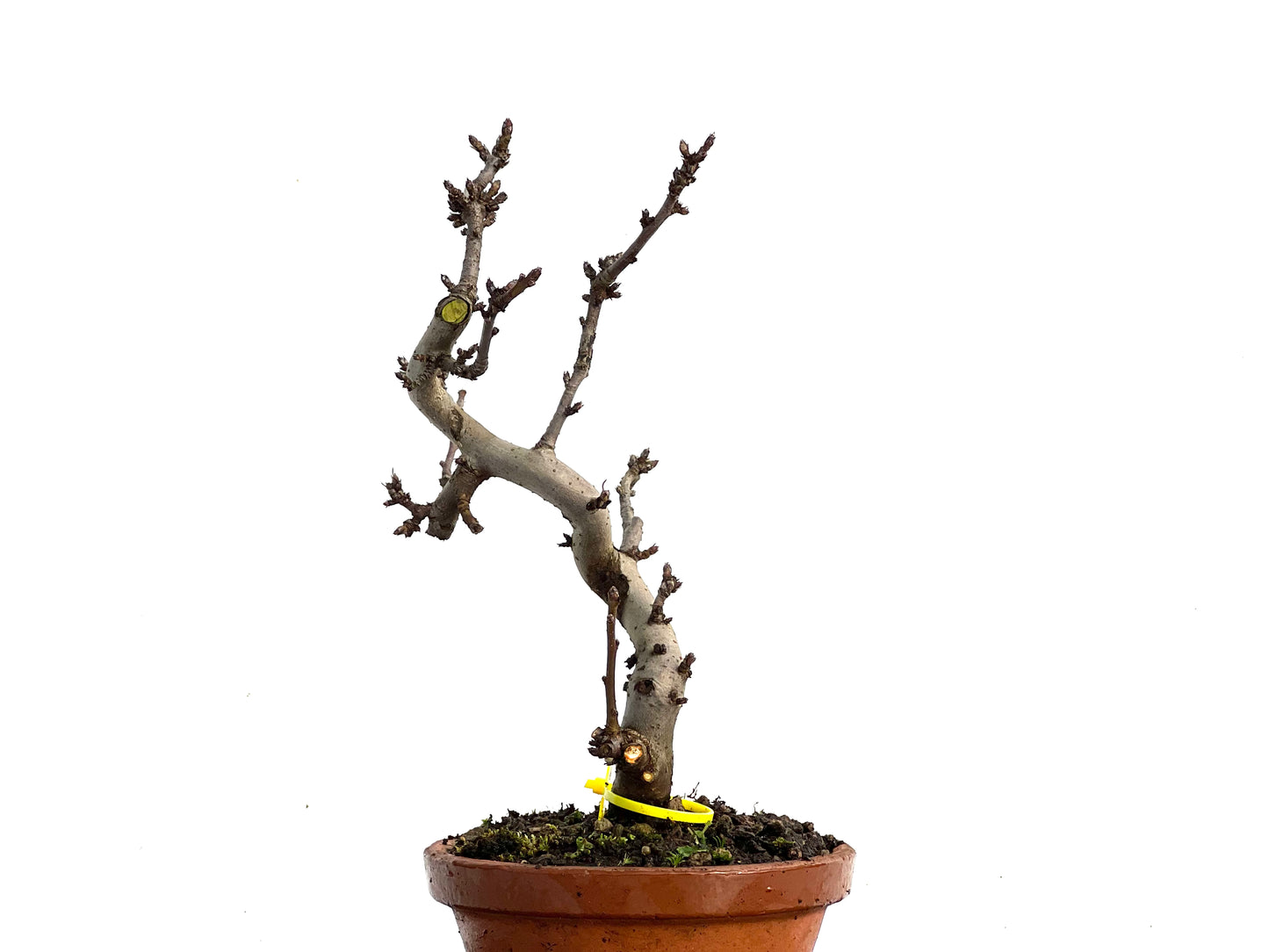 Malus Sieboldii 3368