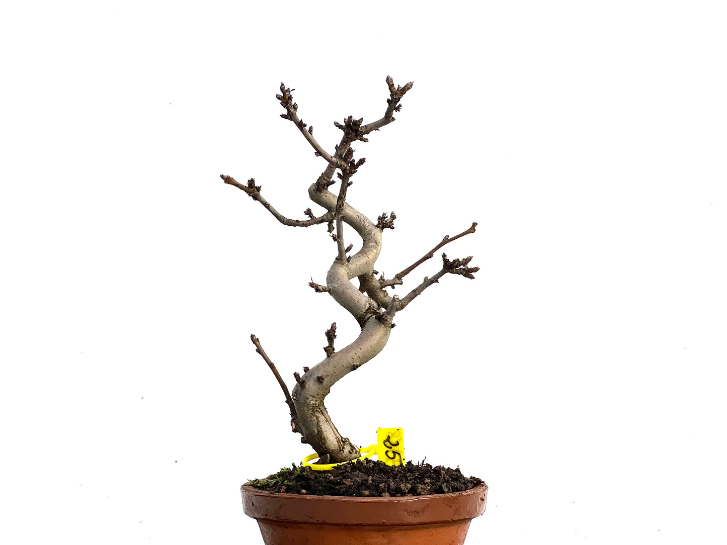 Malus Sieboldii 3368