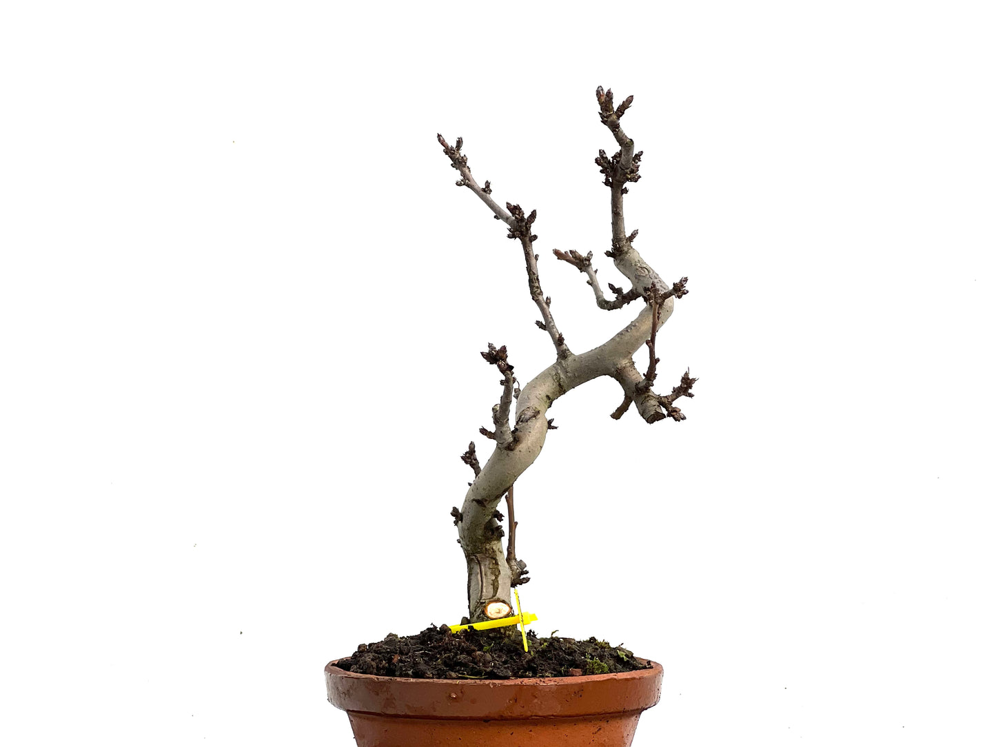 Malus Sieboldii 3368