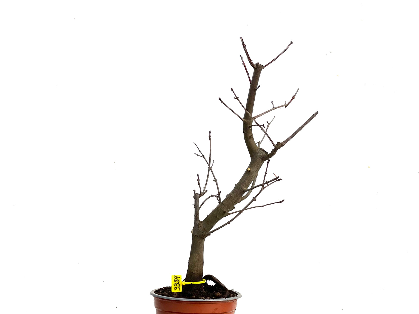 Acer Ginnala 3354