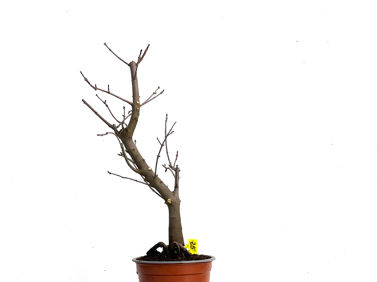 Acer Ginnala 3354