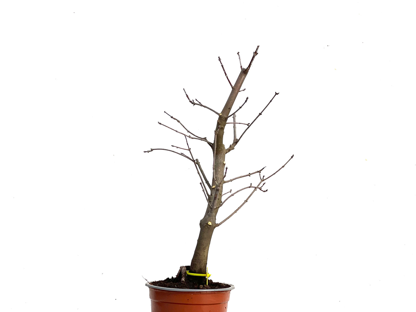 Acer Ginnala 3354
