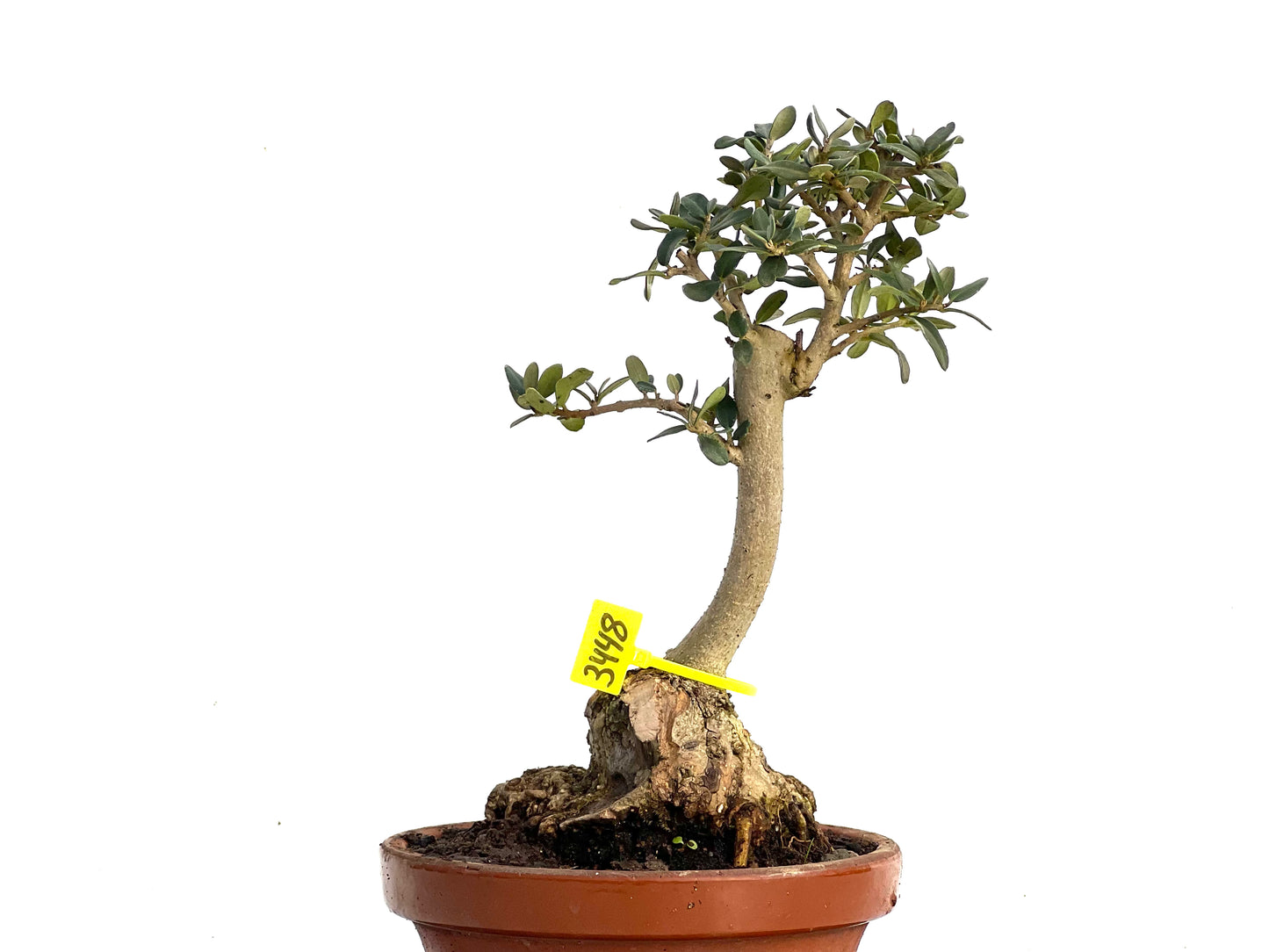 Olea Europaea Sylvestris 3448
