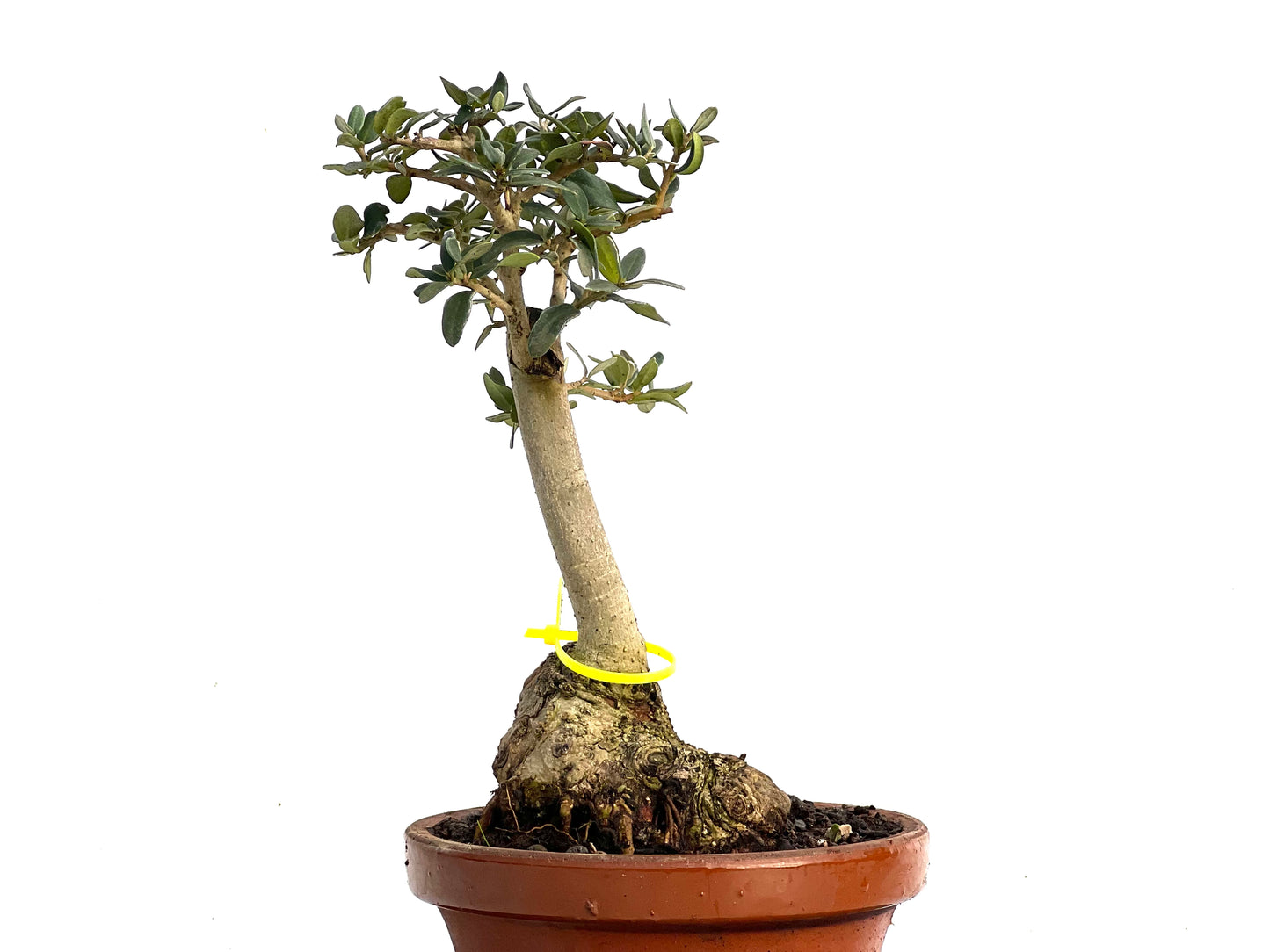 Olea Europaea Sylvestris 3448