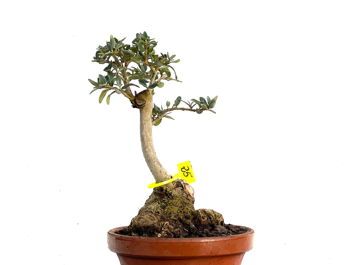 Olea Europaea Sylvestris 3448