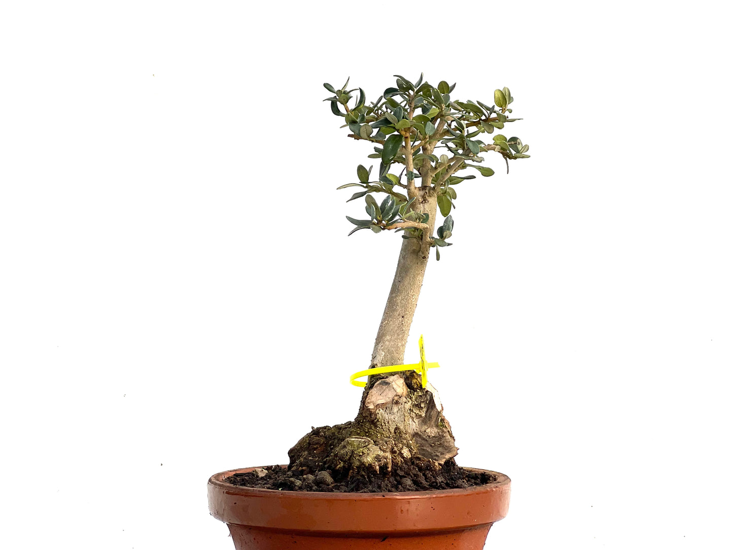 Olea Europaea Sylvestris 3448