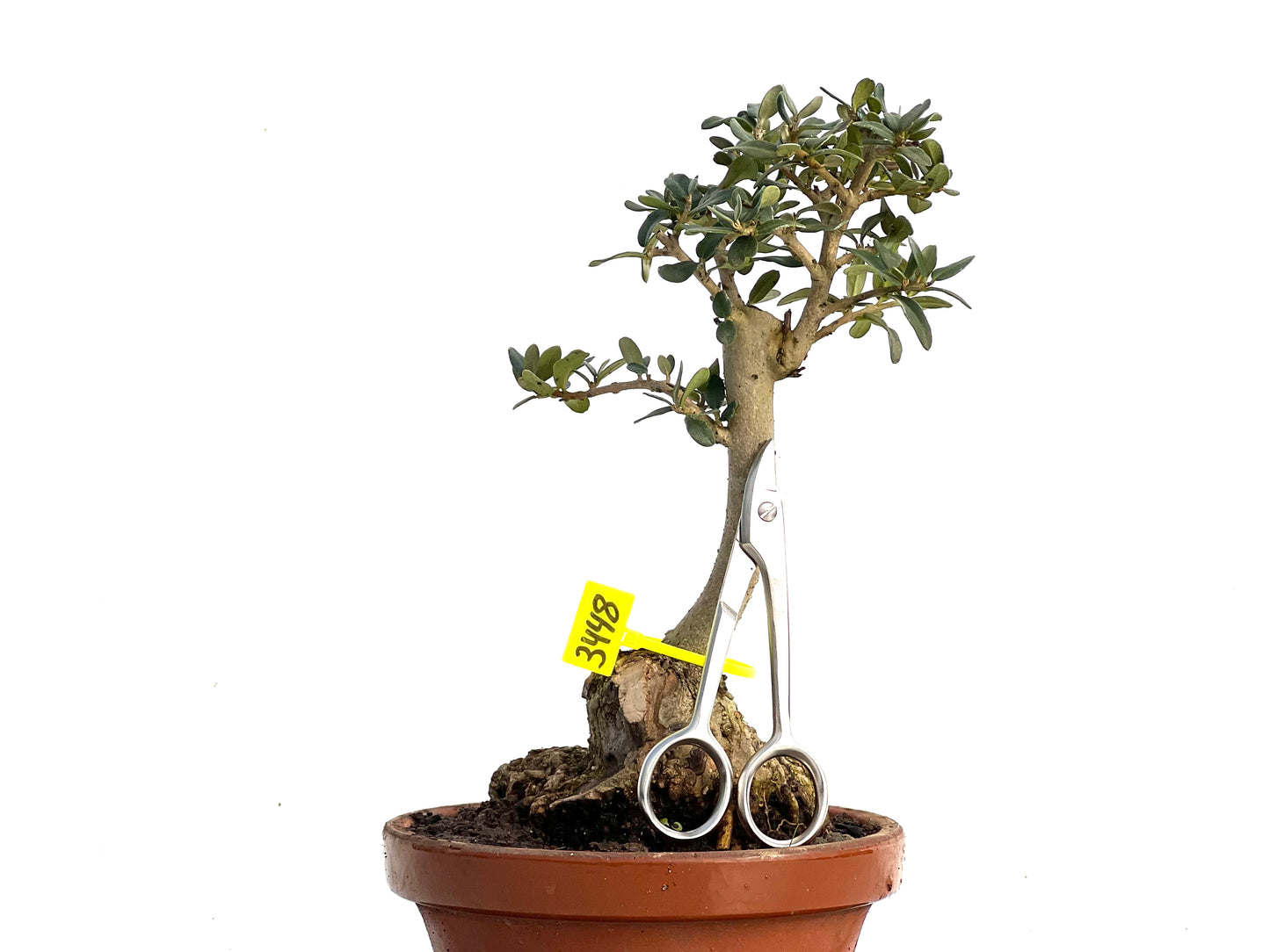 Olea Europaea Sylvestris 3448