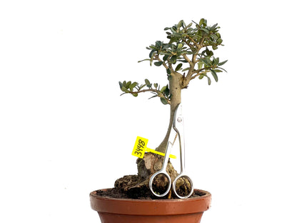 Olea Europaea Sylvestris 3448