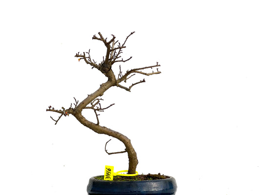 Ulmus Parvifolia 3446