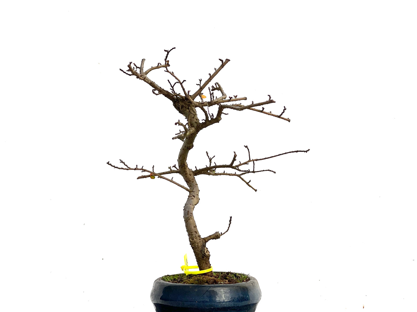 Ulmus Parvifolia 3446