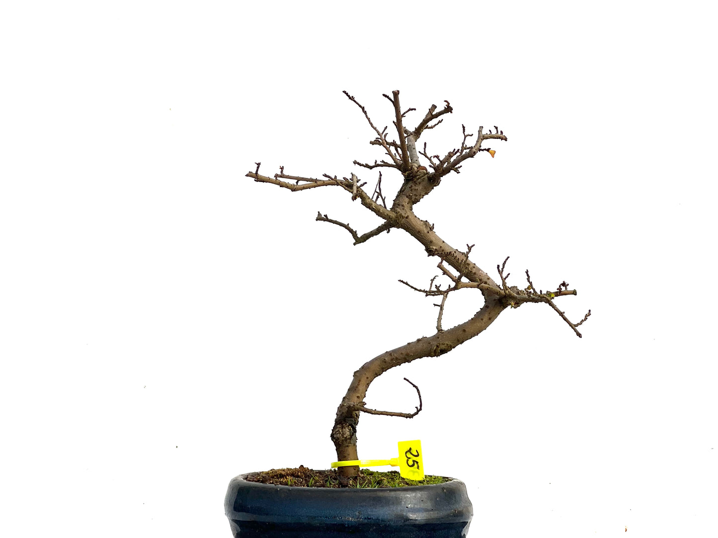 Ulmus Parvifolia 3446