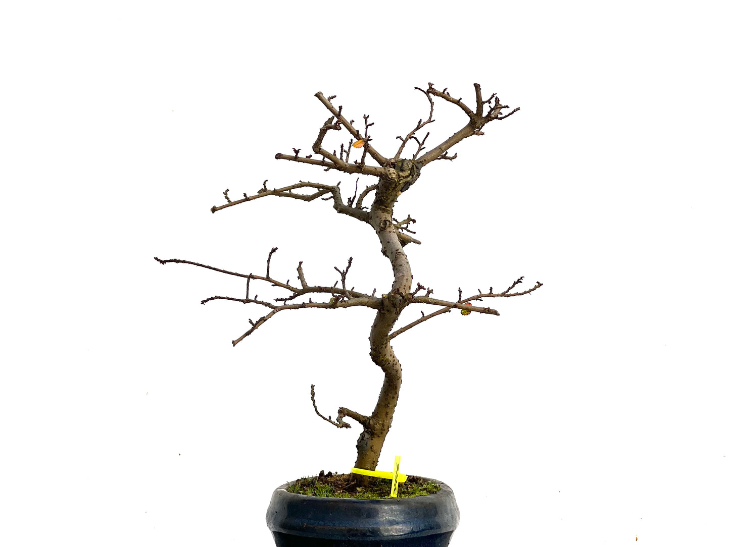 Ulmus Parvifolia 3446