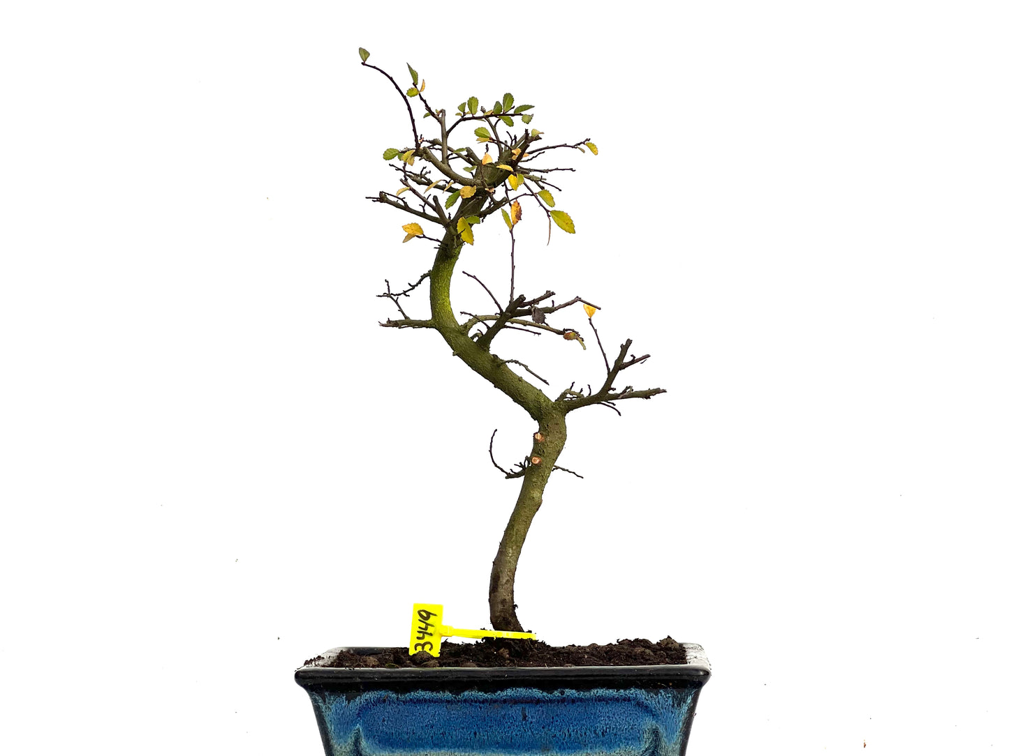 Ulmus Parvifolia 3449