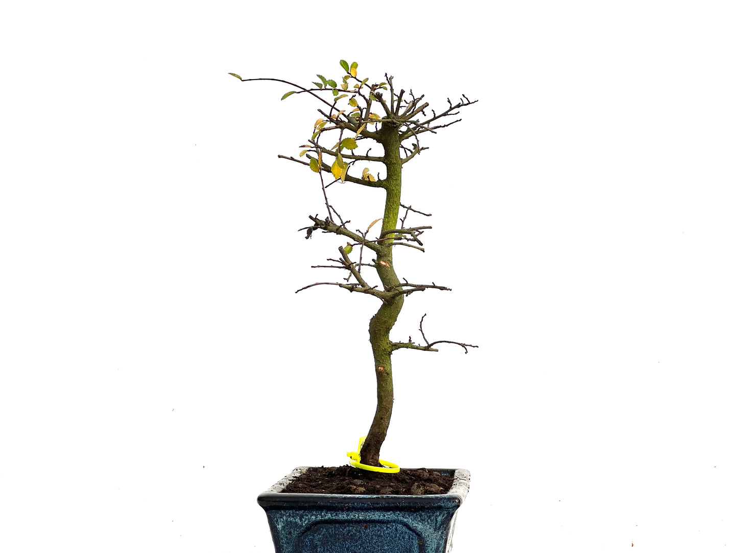 Ulmus Parvifolia 3449