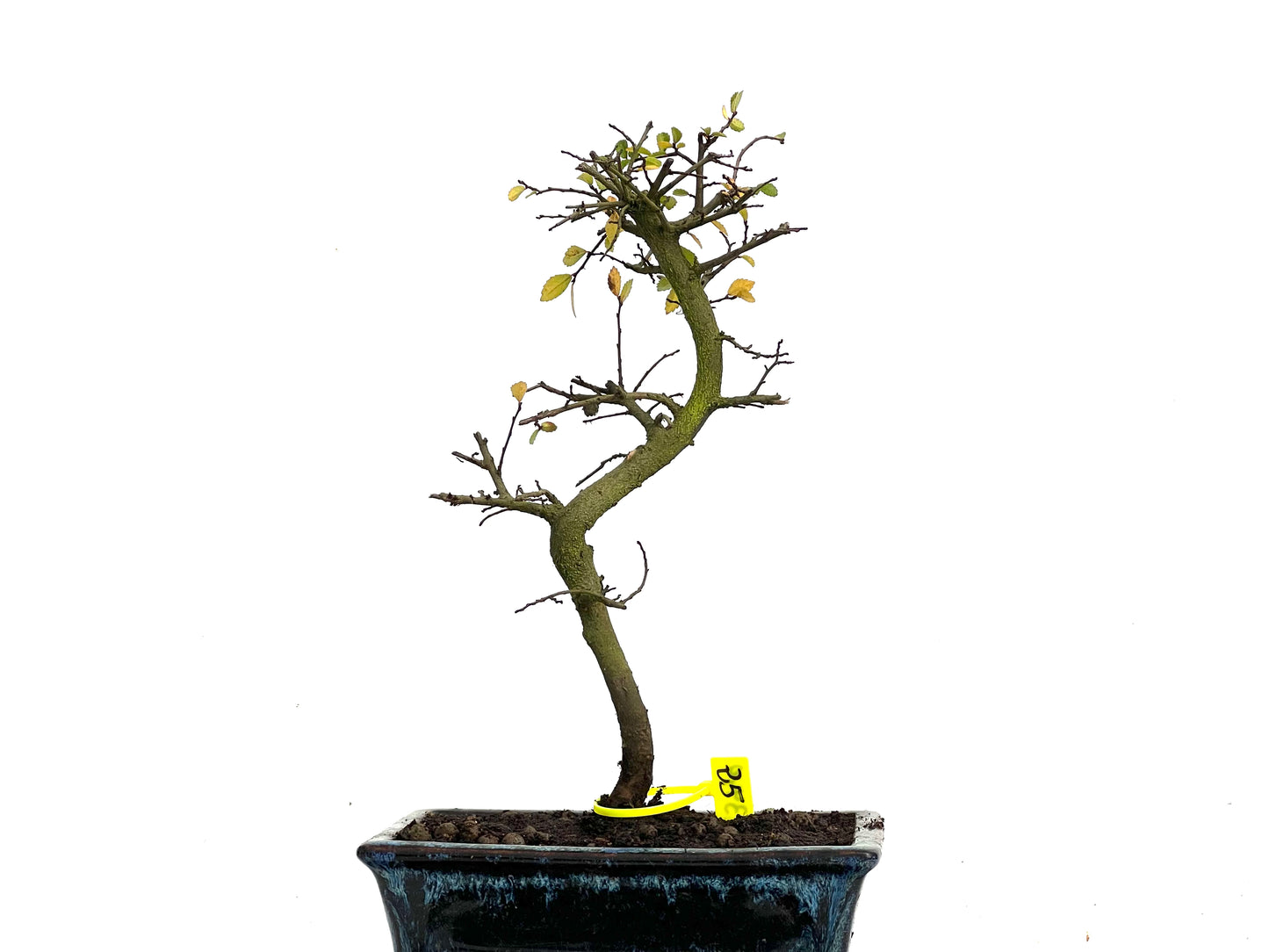 Ulmus Parvifolia 3449