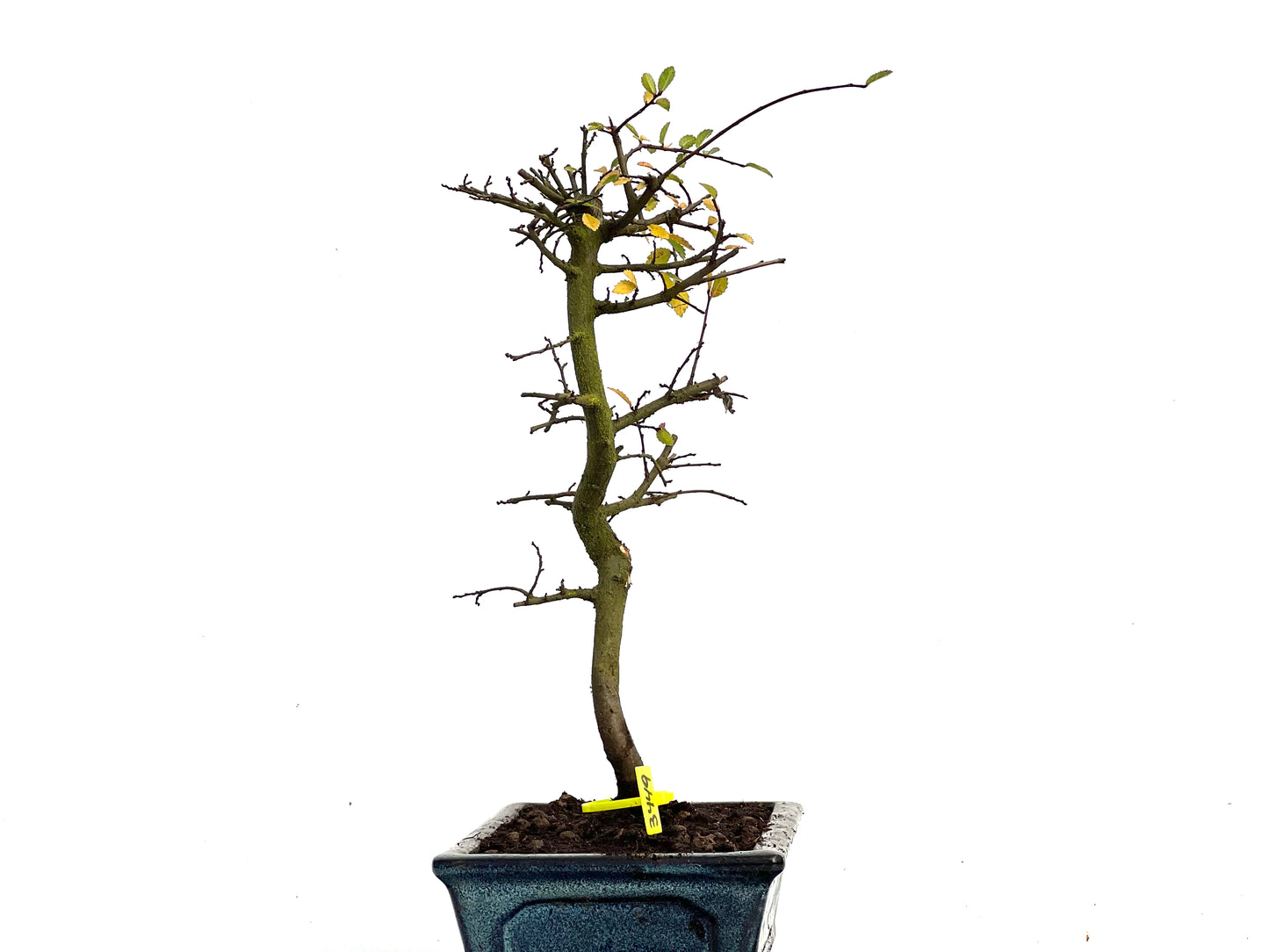Ulmus Parvifolia 3449