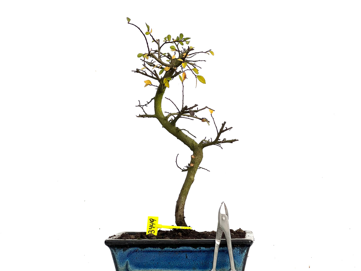 Ulmus Parvifolia 3449