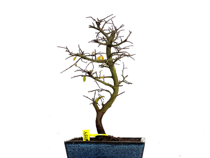 Ulmus Parvifolia 3454
