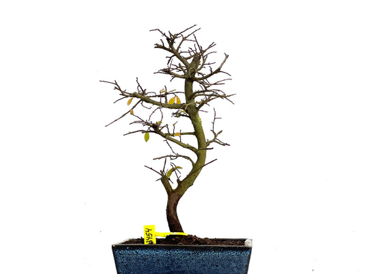 Ulmus Parvifolia 3454