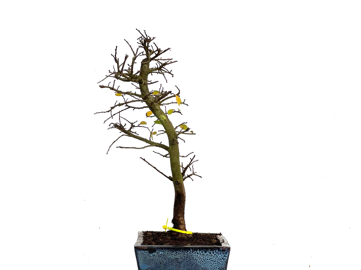 Ulmus Parvifolia 3454