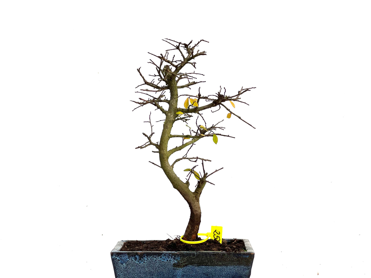Ulmus Parvifolia 3454