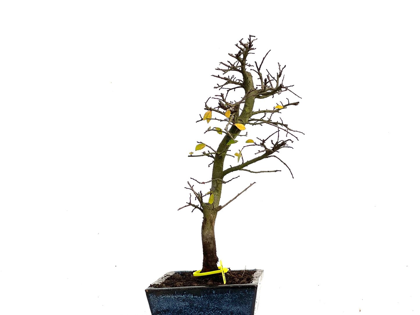 Ulmus Parvifolia 3454