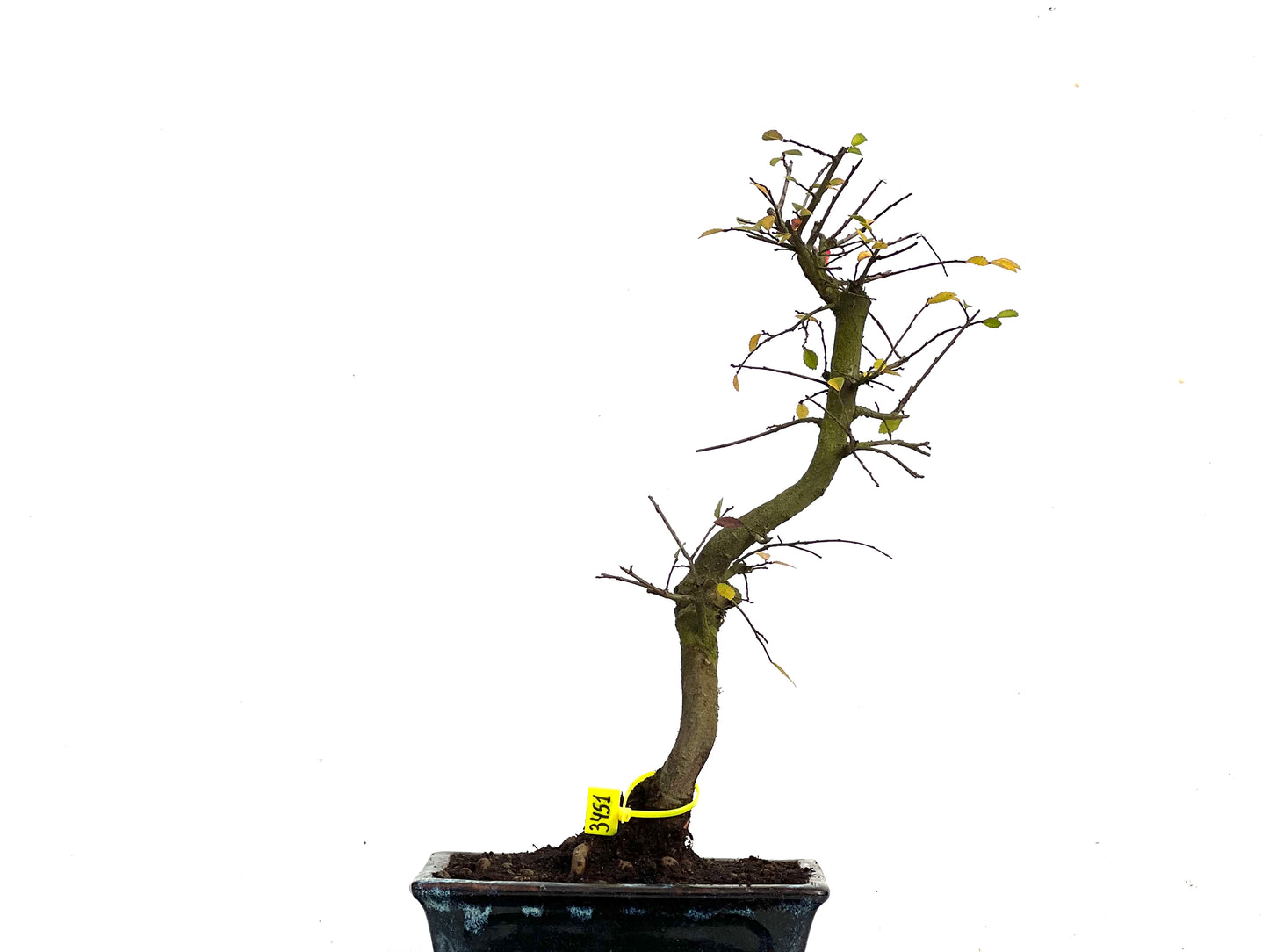 Ulmus Parvifolia 3451