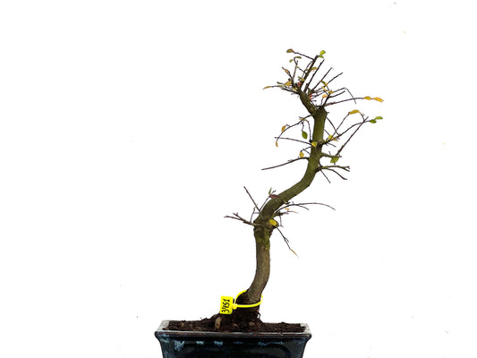 Ulmus Parvifolia 3451